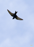 Larks, Martins, Swifts